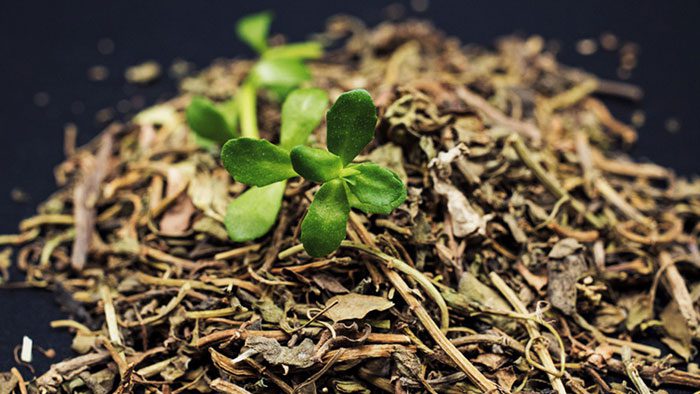 Bacopa Monnieri