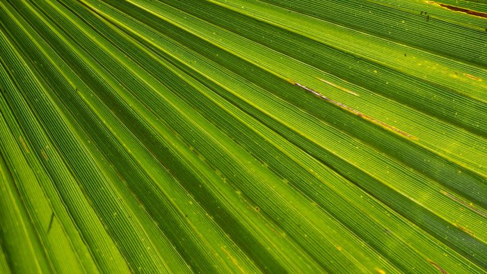 Zaagbladpalm