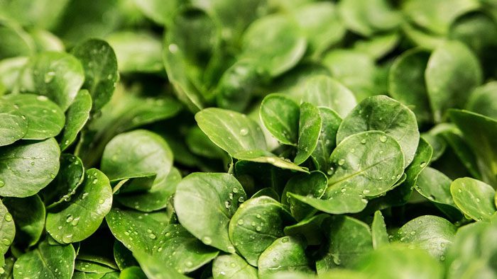 Zeaxanthine | Perfect Health