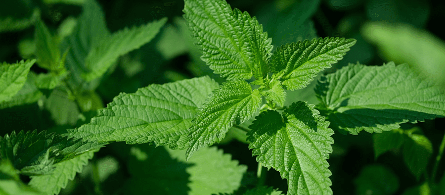 Perfect Health | Brandnetel wortel extract