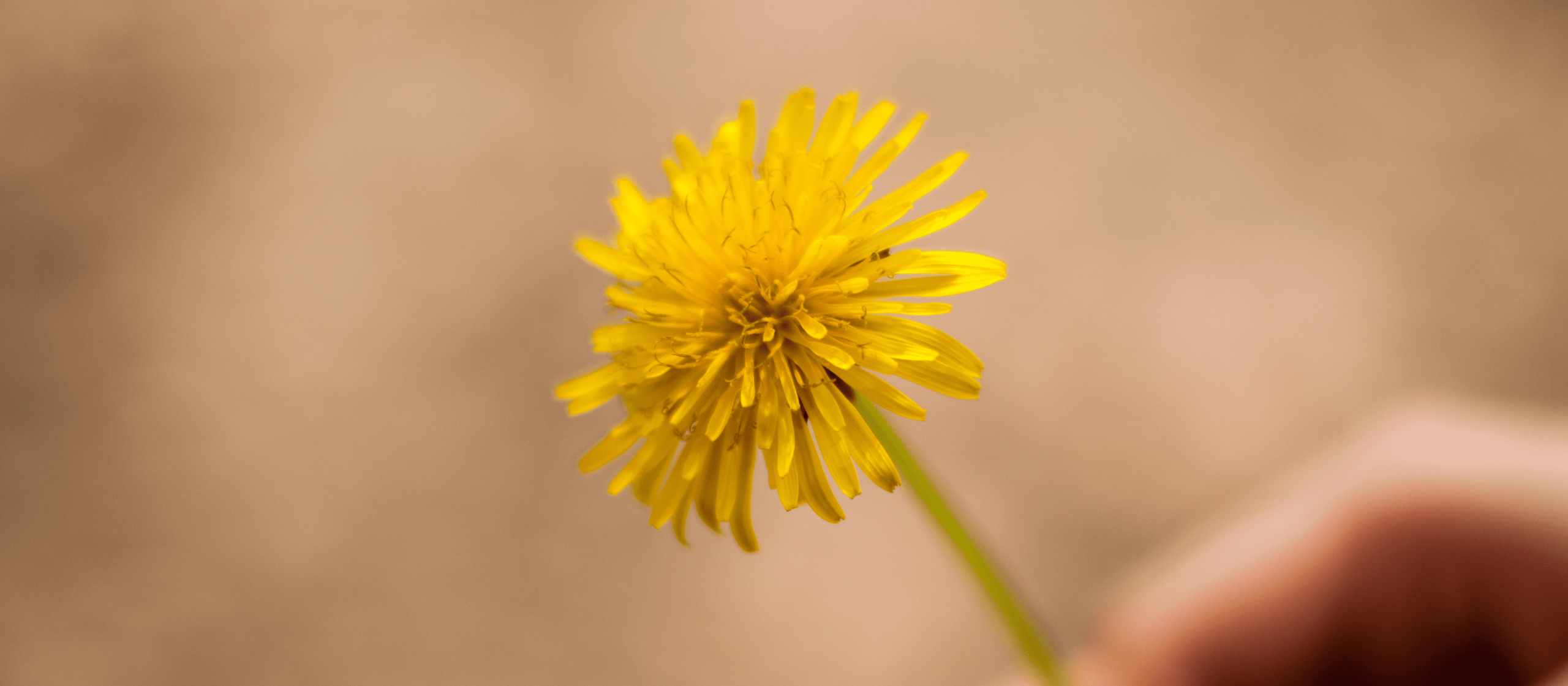 Paardenbloem