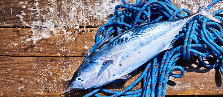 Omega 3