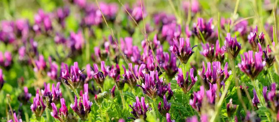 Astragalus
