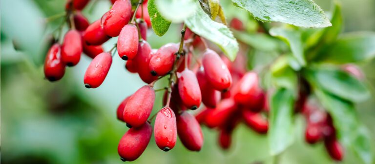 Berberine