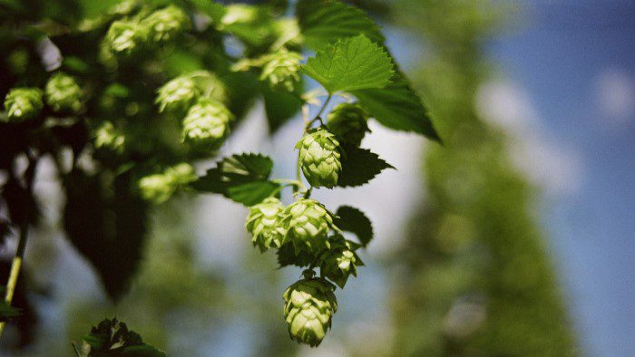 Hop