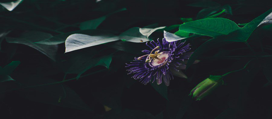 Passiebloem